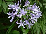 Agapanthus Blue 